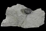 Wide, Enrolled Eldredgeops Trilobite Fossil - New York #164426-1